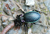 Carabus nemoralis